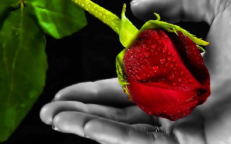 Red Rose Bud