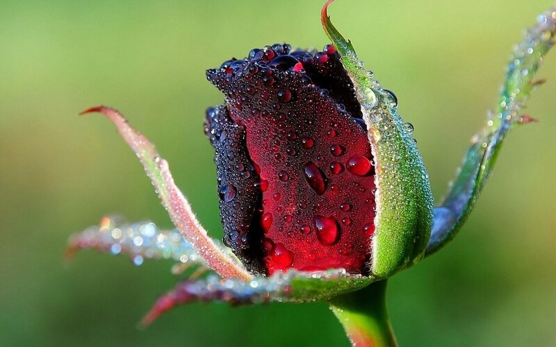 Red rose bud with dewdrops
