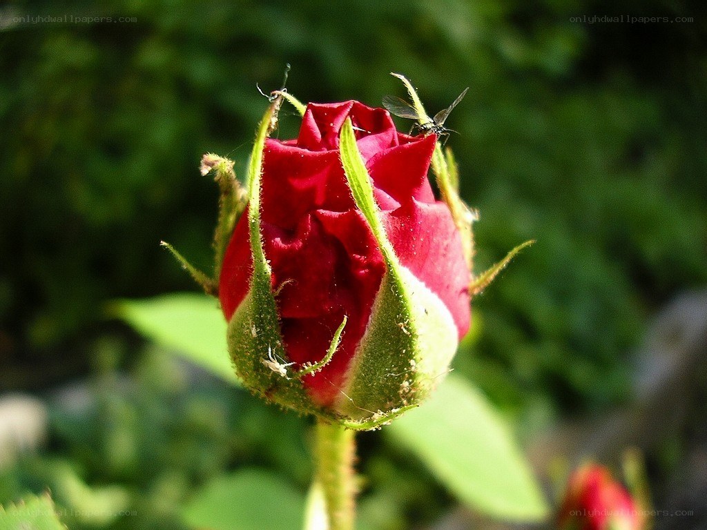 Red rose bud with insects