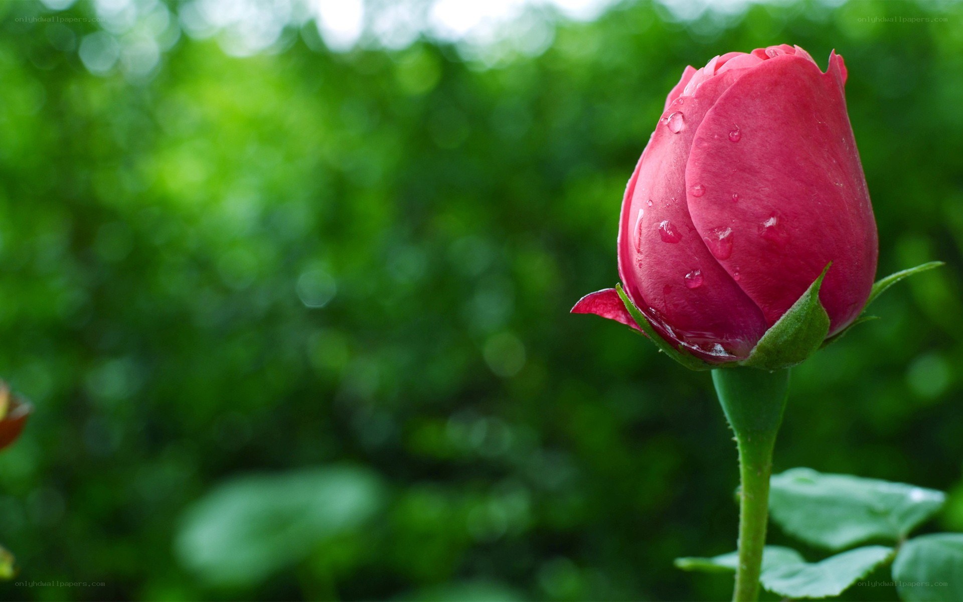 Red rose bud with water droplets