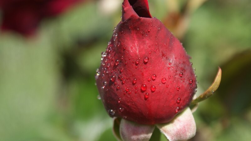 Red rose bud with water droplets