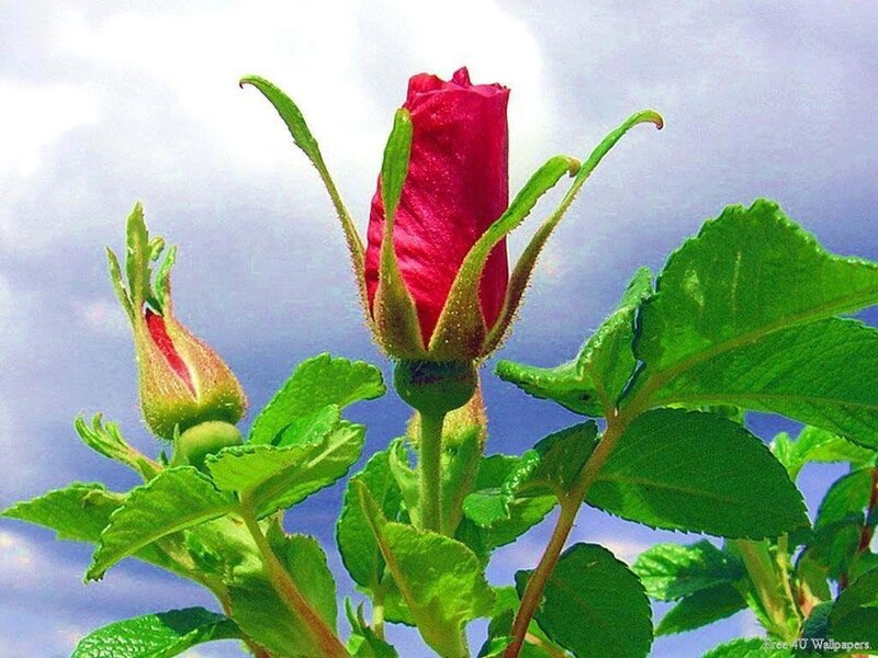 Red rose buds against sky
