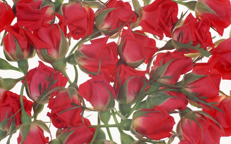 Red Rose Buds — Calm, Photograph
