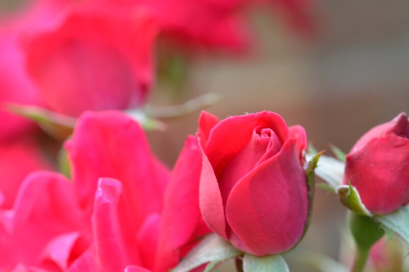 Red Rose Buds — Calm