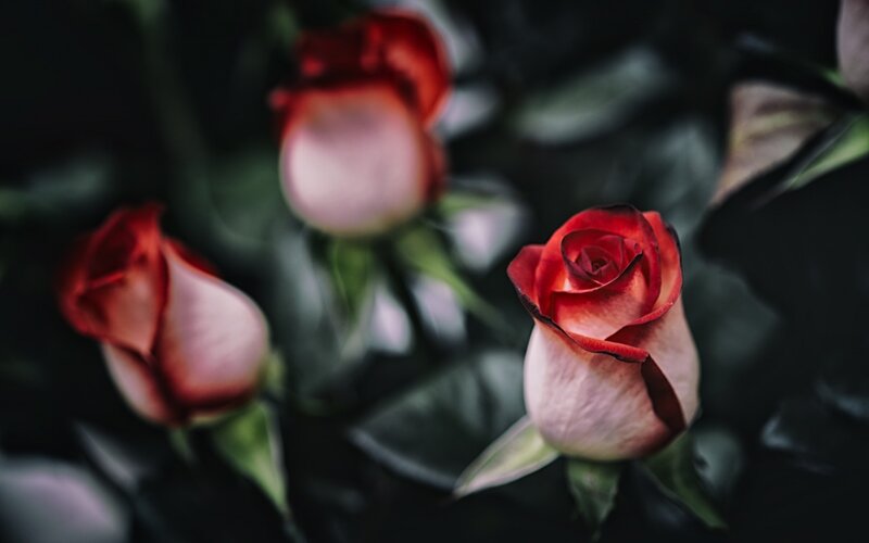 Red Rose Buds — Dramatic, Photograph