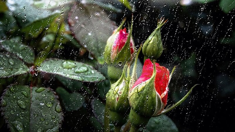 Red Rose Buds in Rain