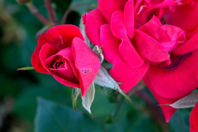 Red Rose Buds — Natural