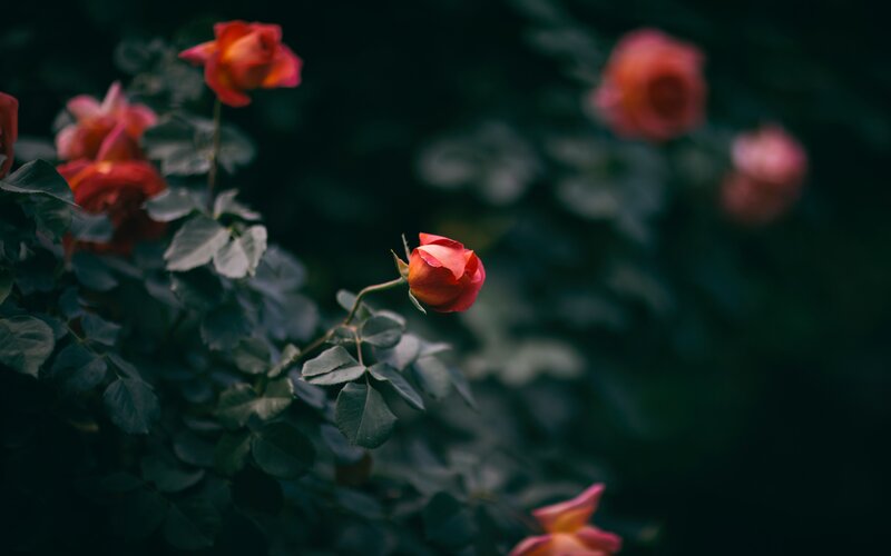 Red Rose Buds on Bush — Serene