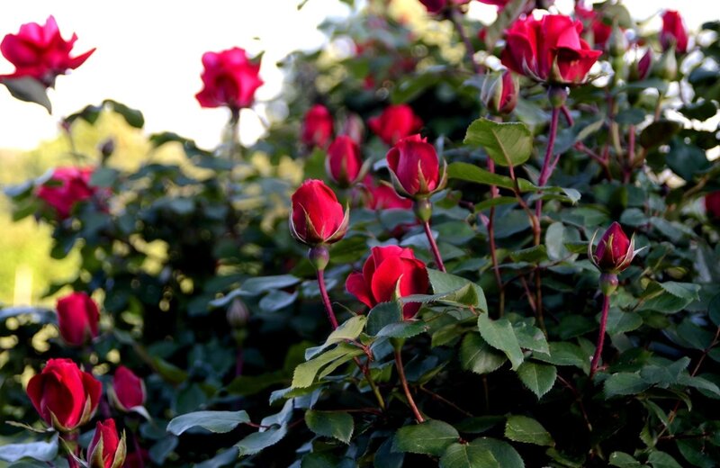 Red Rose Buds on Bush