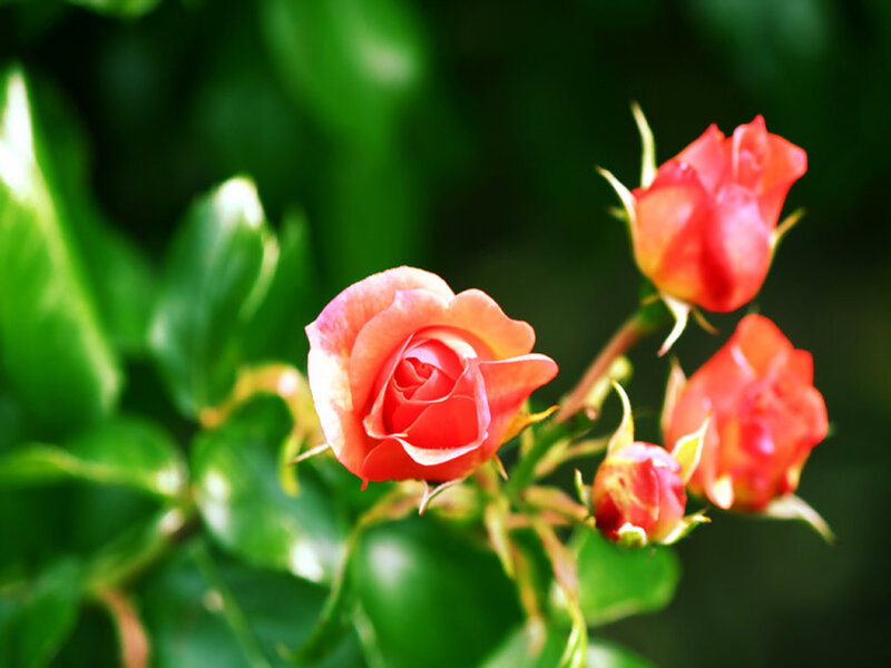 Red Rose Buds