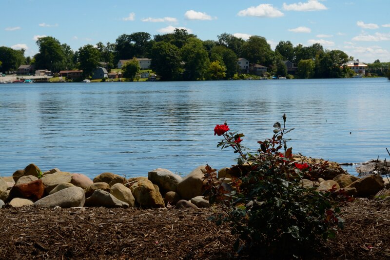 Red Rose Bush by Lake