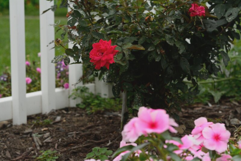 Red Rose Bush