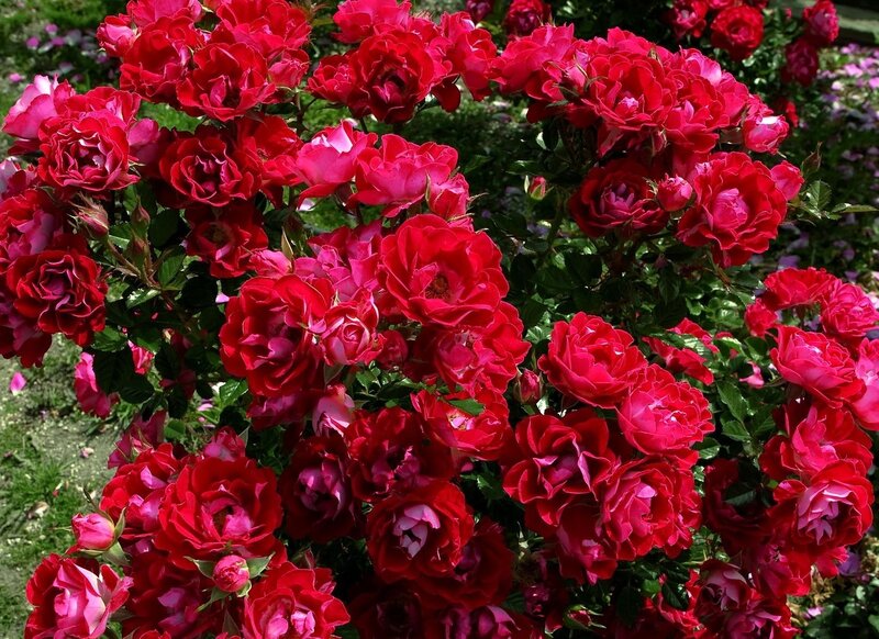 Red Rose Bush — Vibrant