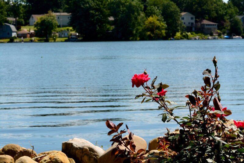Red Rose by Lake