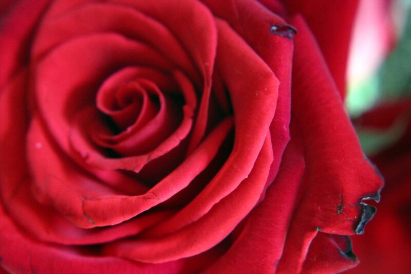 Red Rose Close-up — Calm, Photograph, Petals