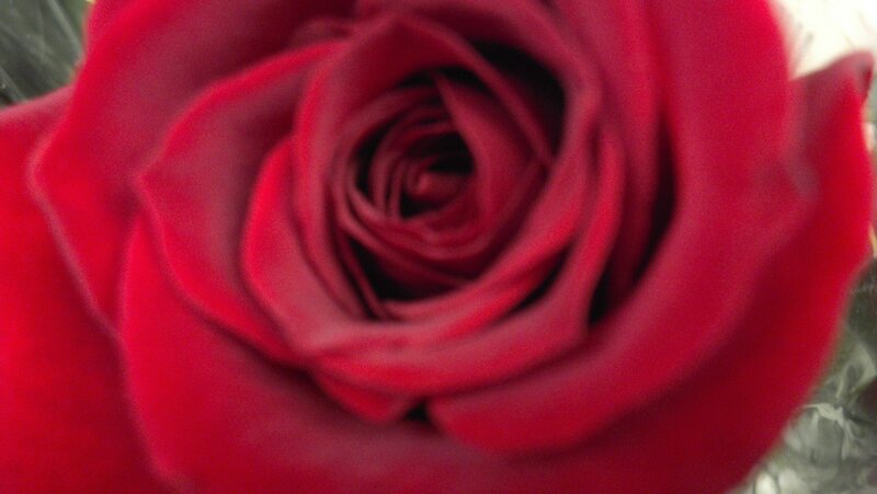 Red Rose Close-up — Calm, Photograph