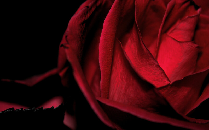 Red Rose Close-up — Dramatic, Photograph, Petals, Dark Background