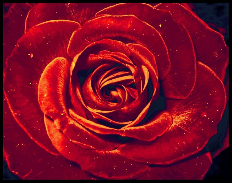 Red Rose Close-up — Dramatic, Photograph, Petals