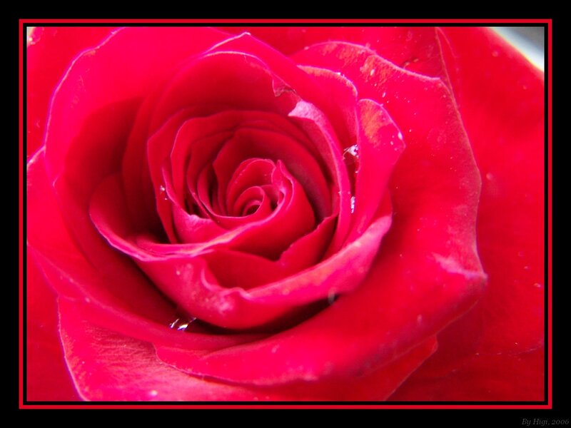 Red Rose Close-up — Dramatic, Photograph, Petals, Water Droplet