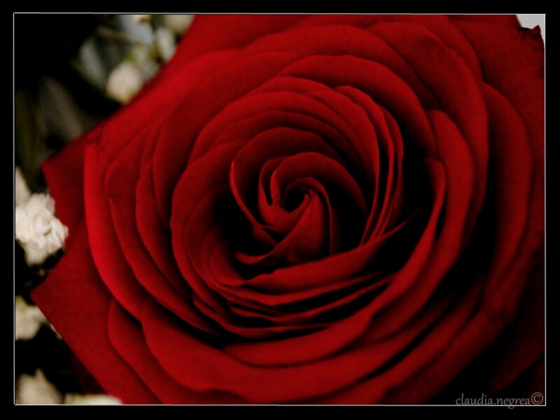 Red Rose Close-up — Dramatic, Photograph, Petals, White Flowers