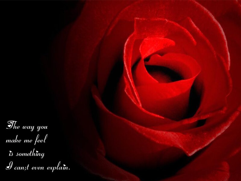 Red Rose Close-up — Dramatic, Photograph, Text