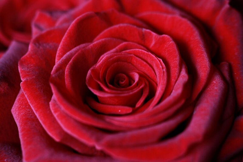 Red Rose Close-up — Dramatic, Photograph