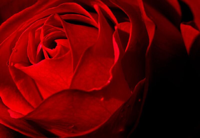 Red Rose Close-up — Dramatic