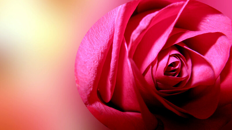 Red Rose Close-up — Serene