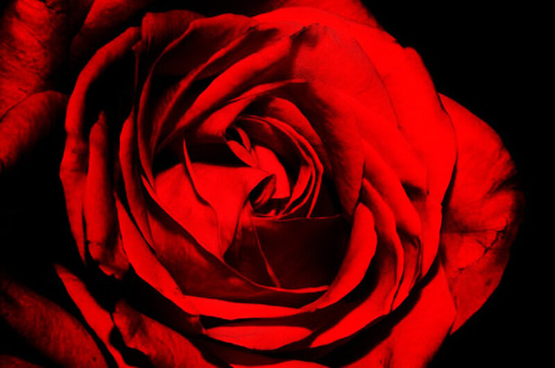 Red Rose Close-up