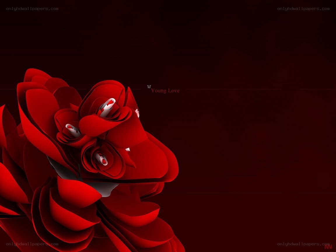 Red rose digital art