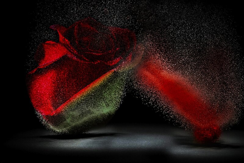 Red Rose Disintegrating