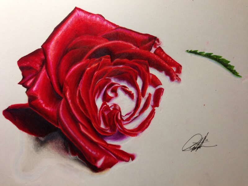 Red Rose Drawing