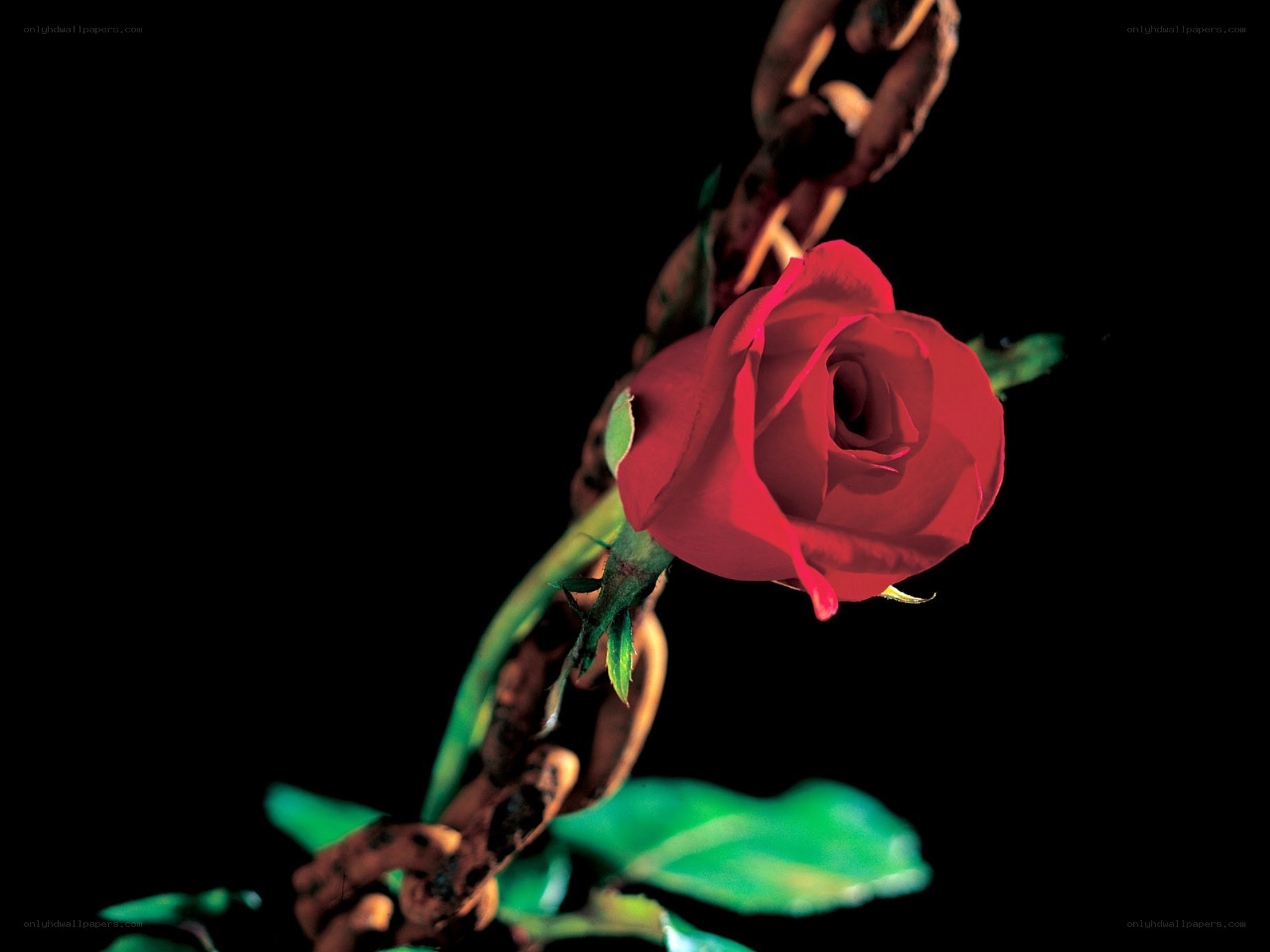 Red rose entwined with chain