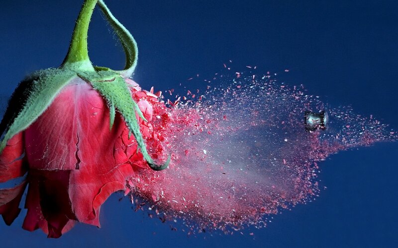 Red Rose Exploding — Dramatic, Photograph