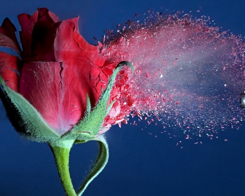 Red Rose Exploding — Dramatic