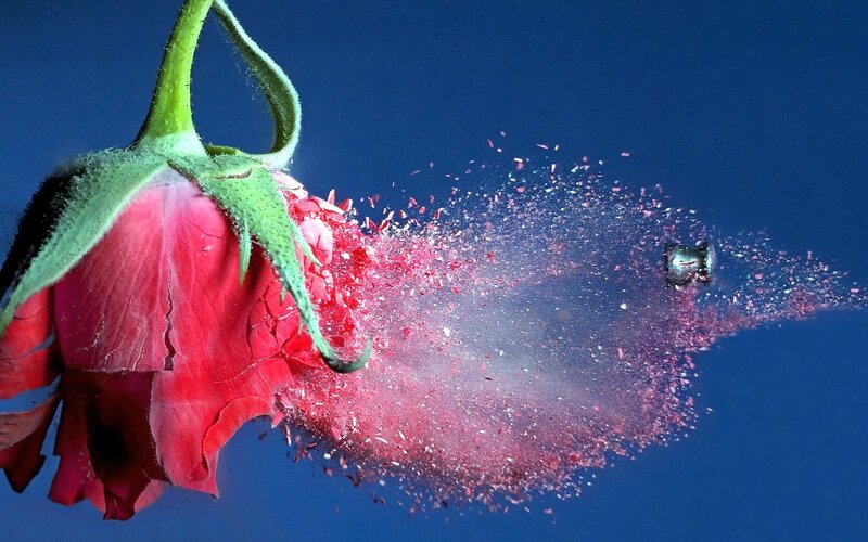 Red Rose Exploding