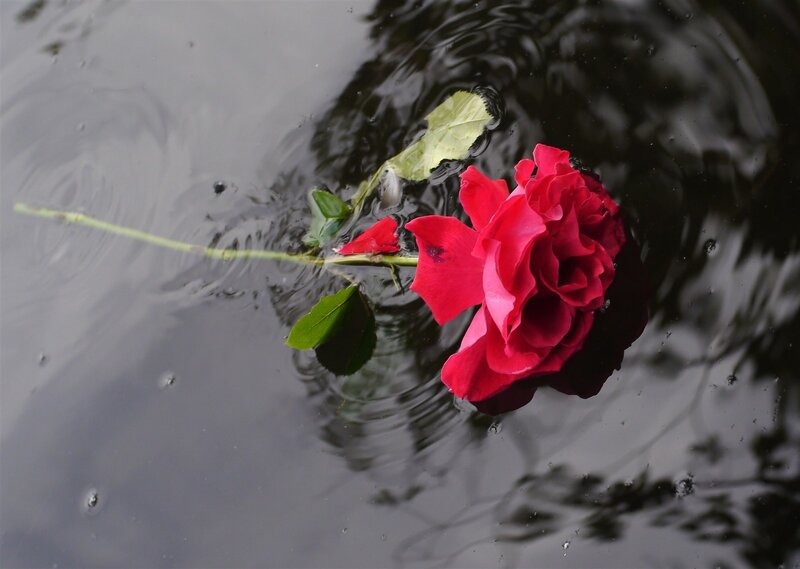 Red Rose Floating in Water