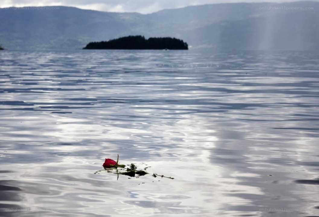 Red rose floating on a lake