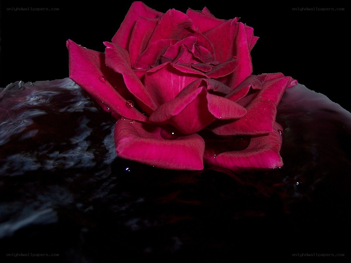 Red rose floating on water