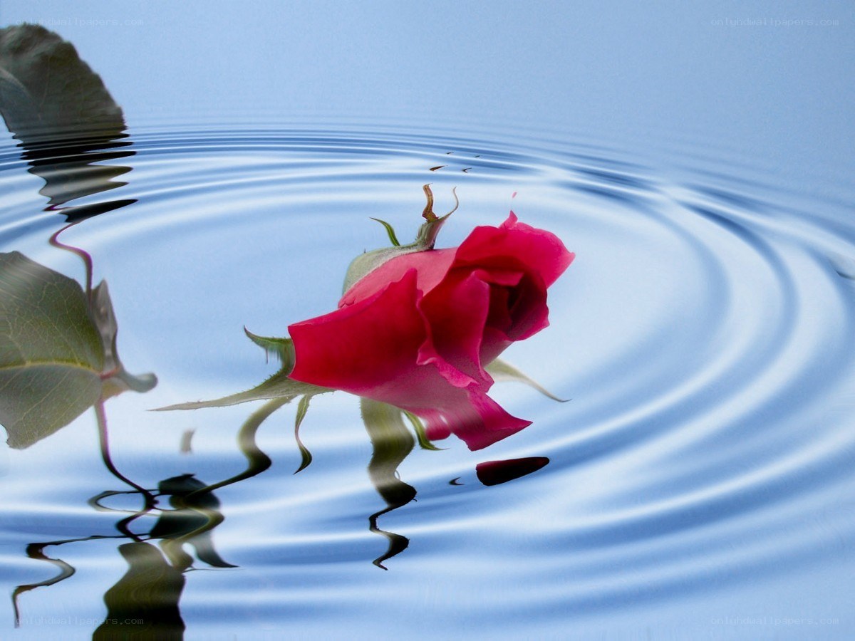 Red rose floating on water