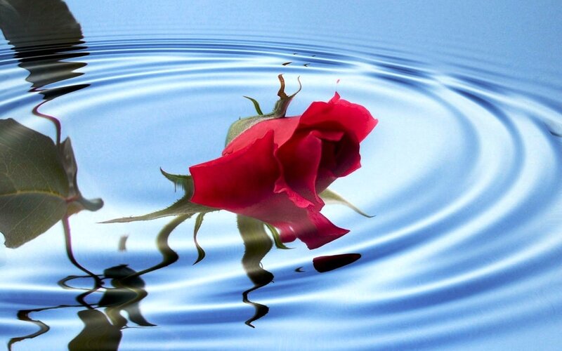 Red Rose Floating on Water — Blue