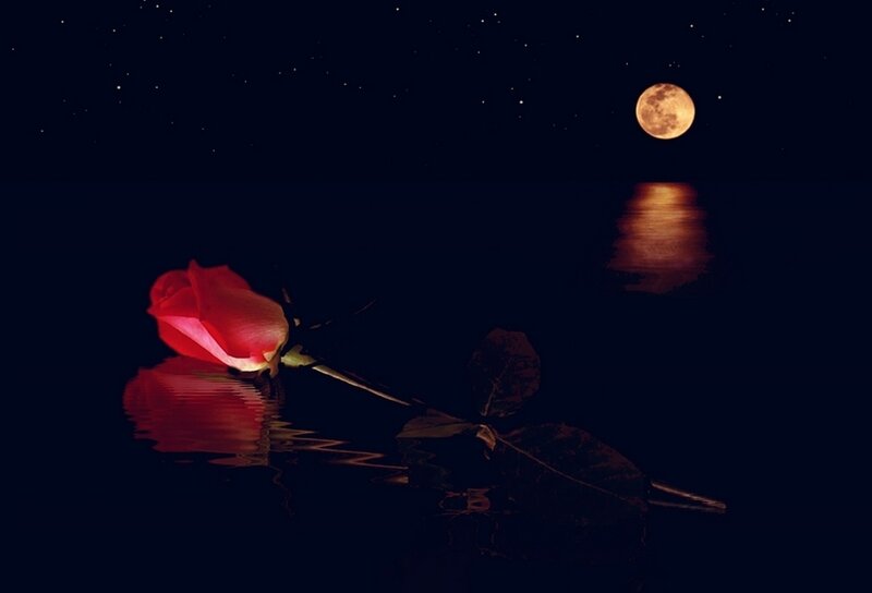 Red Rose Floating on Water — Serene