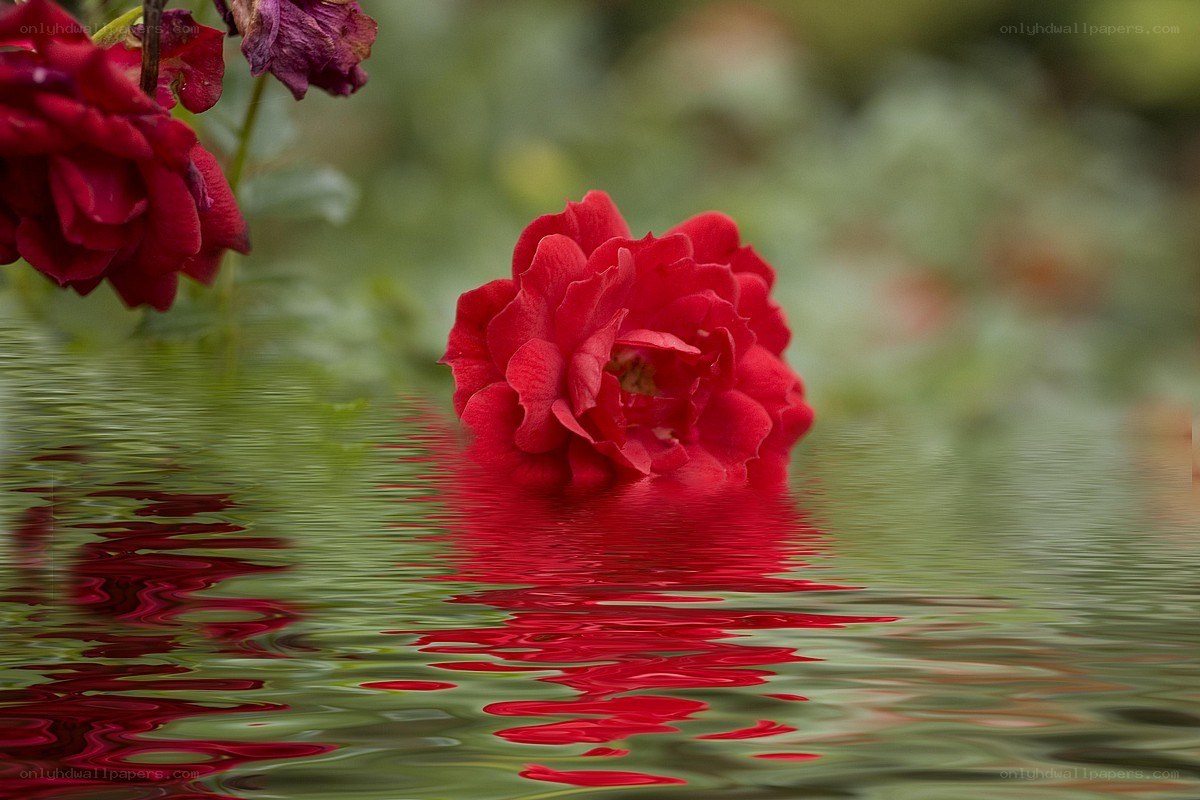 Red rose floating on water