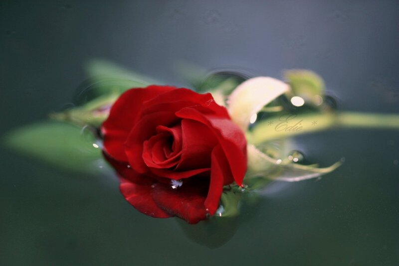 Red Rose Floating — Serene