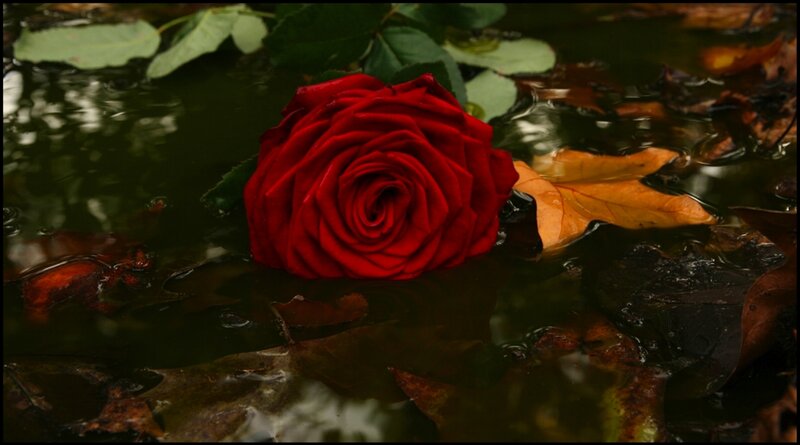 Red Rose Floating — Somber