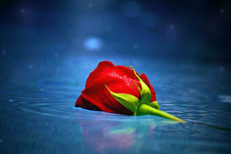 Red Rose Floating