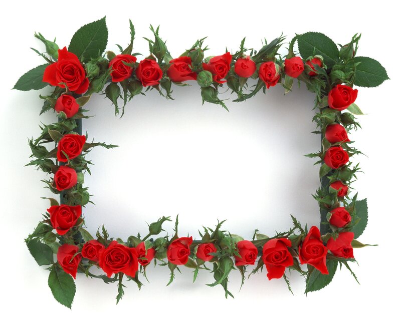 red rose floral frame