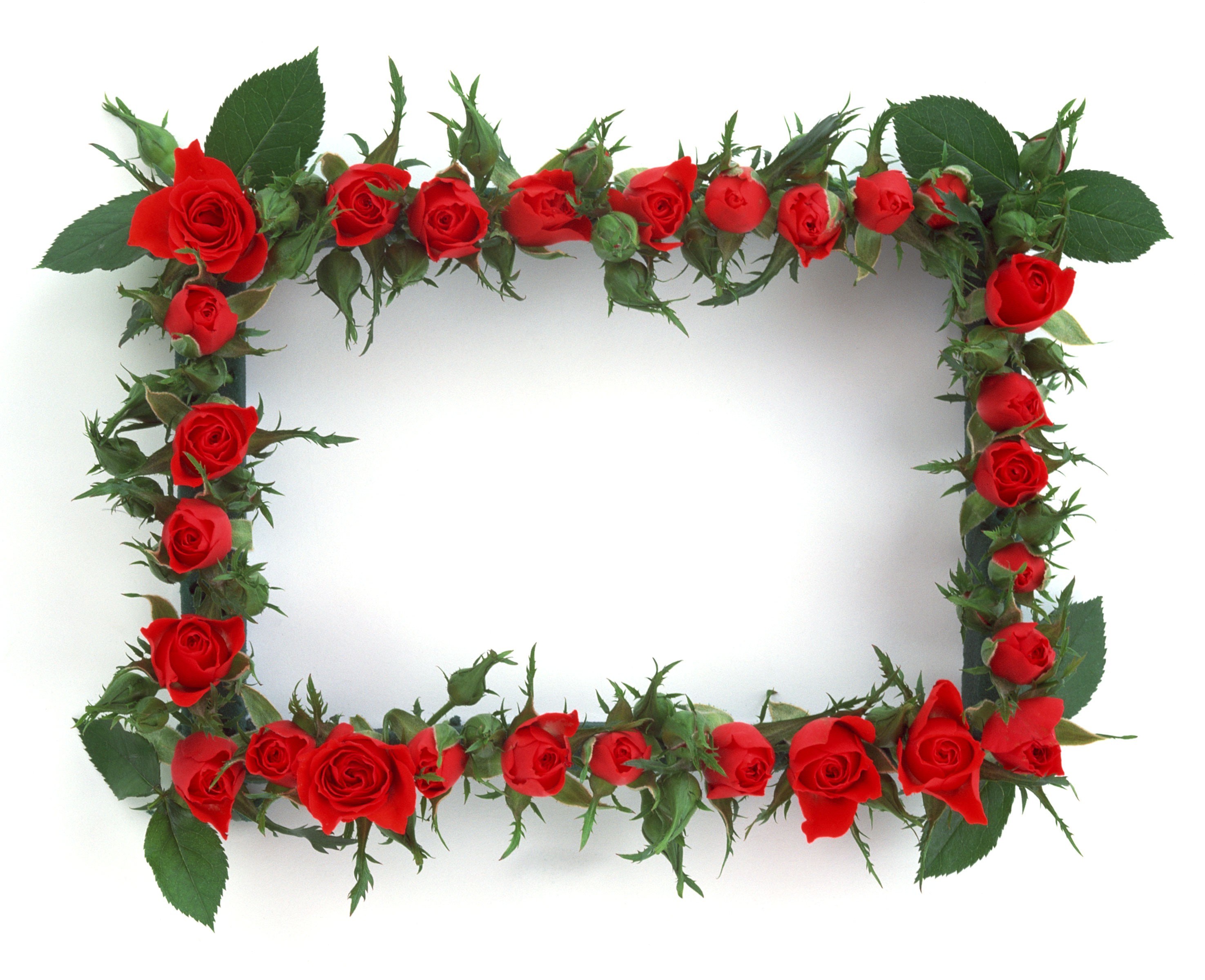 red rose floral frame