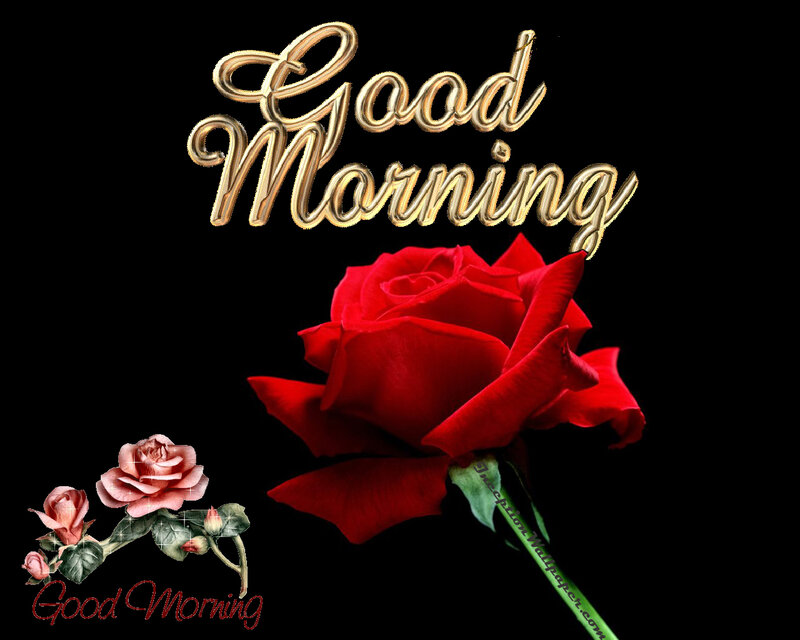 Red Rose Flower — Black
