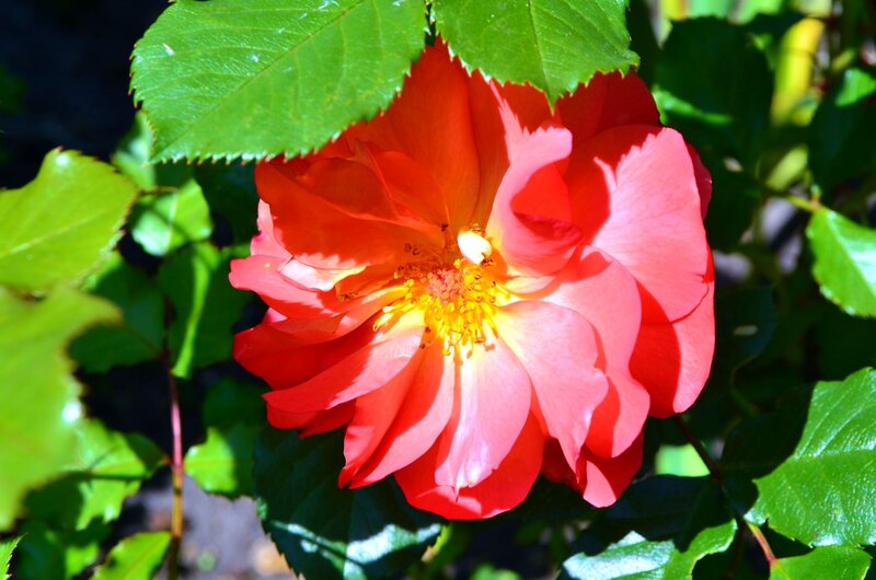 Red Rose Flower — Bright